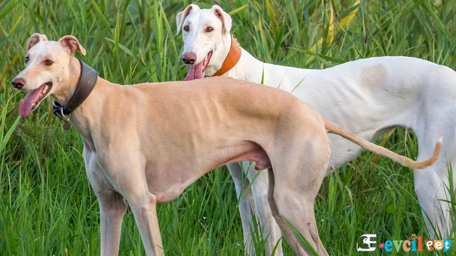 Greyhound Karakter Özellikleri