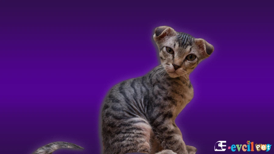 Ukraynalı Levkoy Kedisi