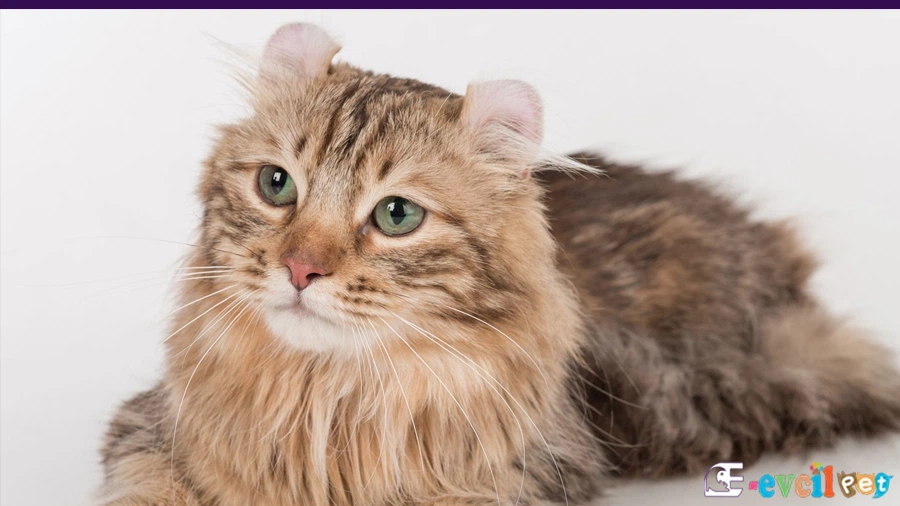 Amerikan Curl Kedisi