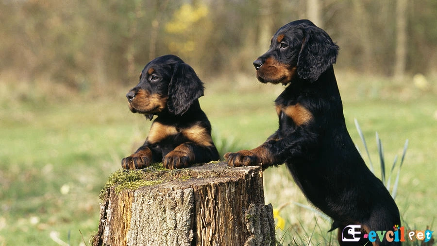Gordon Setter Genetik Sağlık Sorunları Hastalıkları