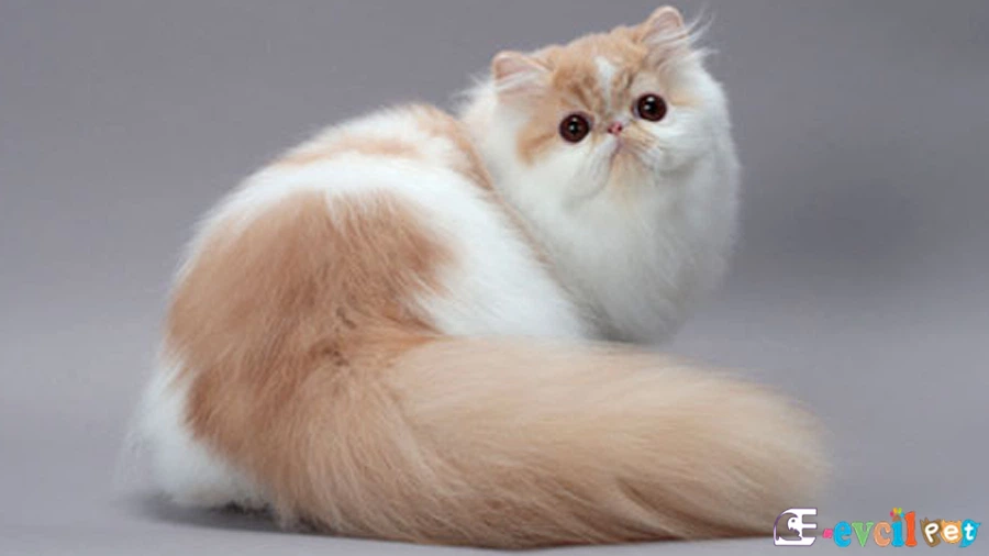 İran Kedisi (Persian) Temel Eğitimi ve Tuvalet Eğitimi