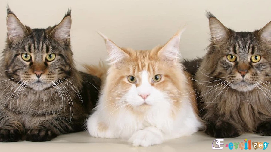 Maine Coon Fiziksel Özellikleri