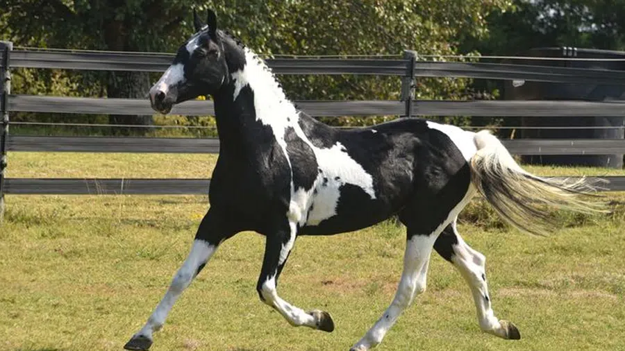 Appaloosa Atı Koşyor