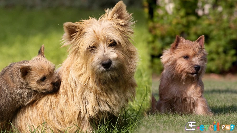 Norwich Terrier Bakımı ve Beslenmesi