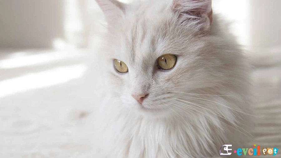 Ankara Kedisi Eğitimi