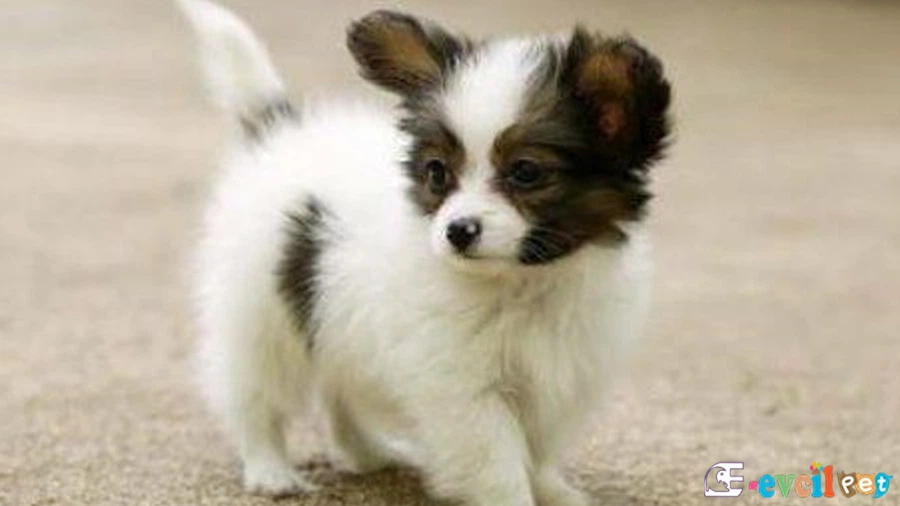 Papillon Sağlık Sorunları Hastalıkları