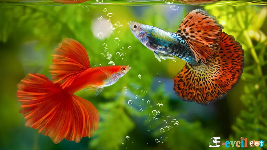 Lepistes Guppy Lepistes Guppy