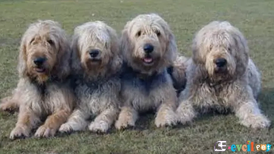 Otterhound Temel Eğitimi ve Tuvalet Eğitimi (Su Samuru Tazısı)