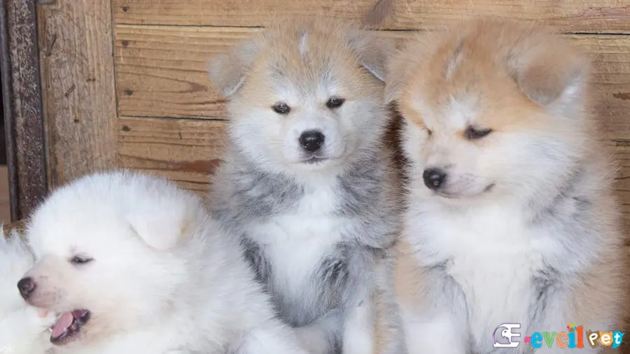 Akita inu Yavruları
