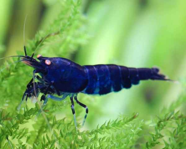 Mavi Kaplan Karides (Blue Tiger Shrimp)