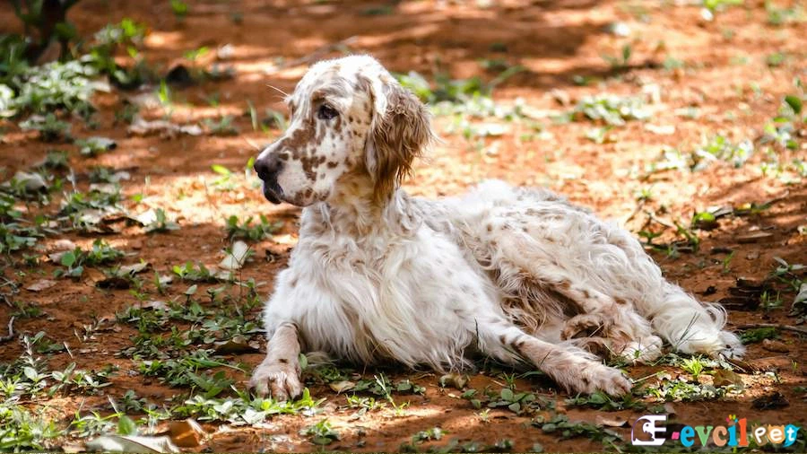 English Setter (İngiliz Seteri)