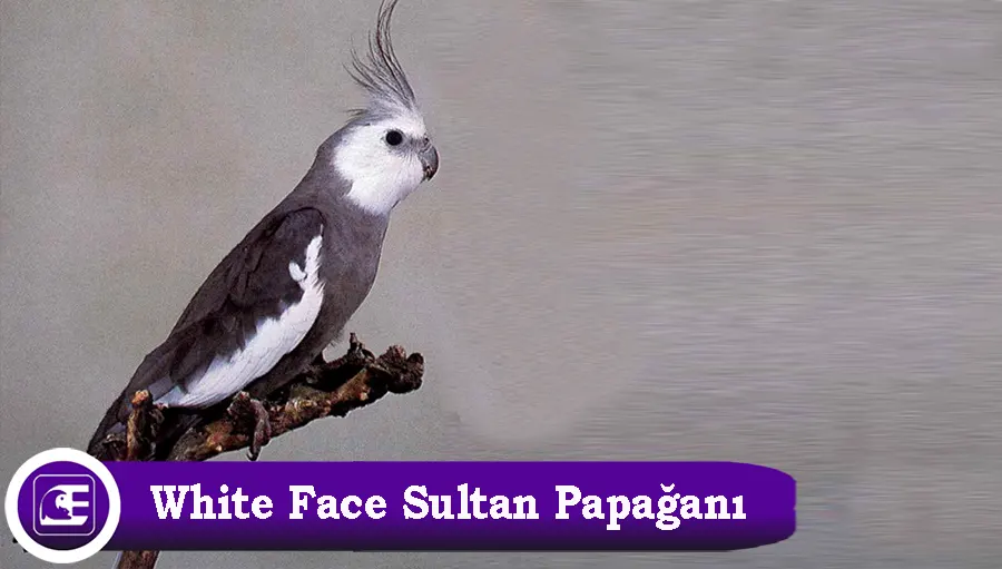 White Face Sultan Papağanı