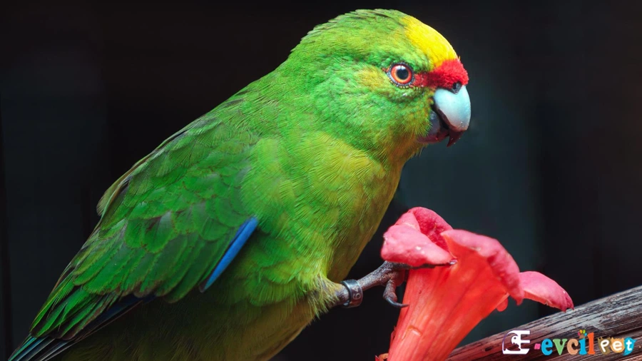 Kakariki Papağanı (Cyanoramphus)