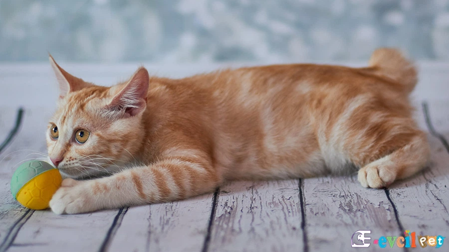 American Bobtail Genetik Sağlık Sorunları