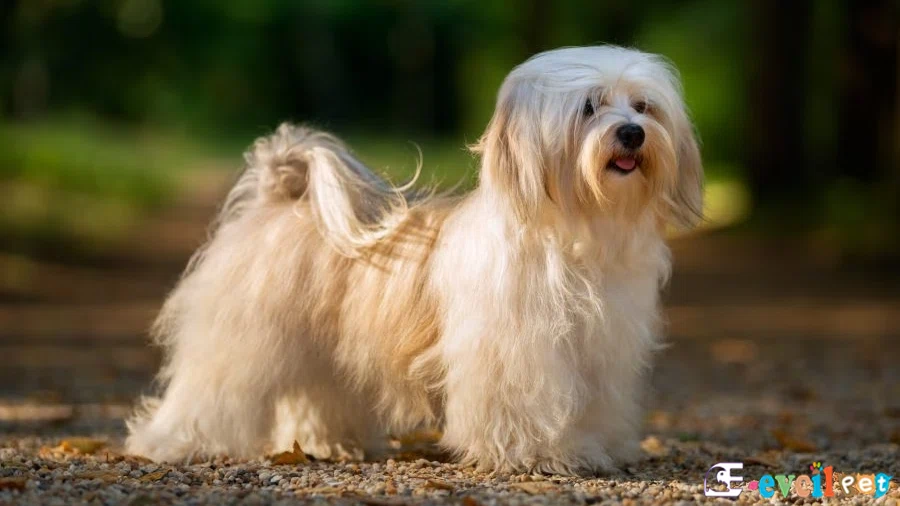 Havanese