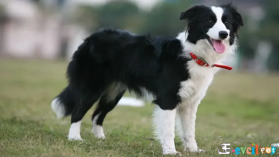 Border Collie Temel Eğitimi ve Tuvalet Eğitimi
