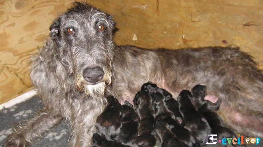 Scottish Deerhound Genetik Sağlık Sorunları Hastalıkları