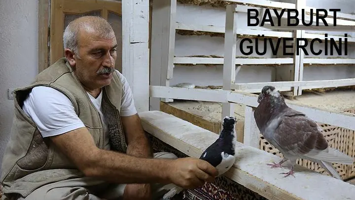 Bayburt Güvercini
