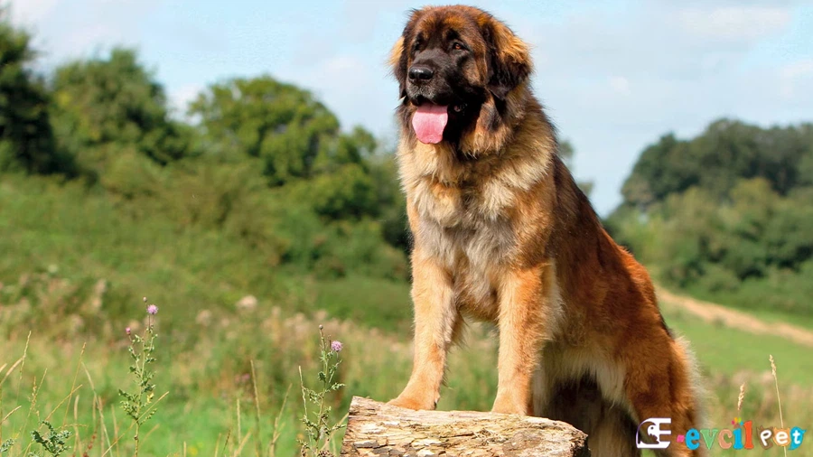 Leonberger Fiziksel Özellikleri
