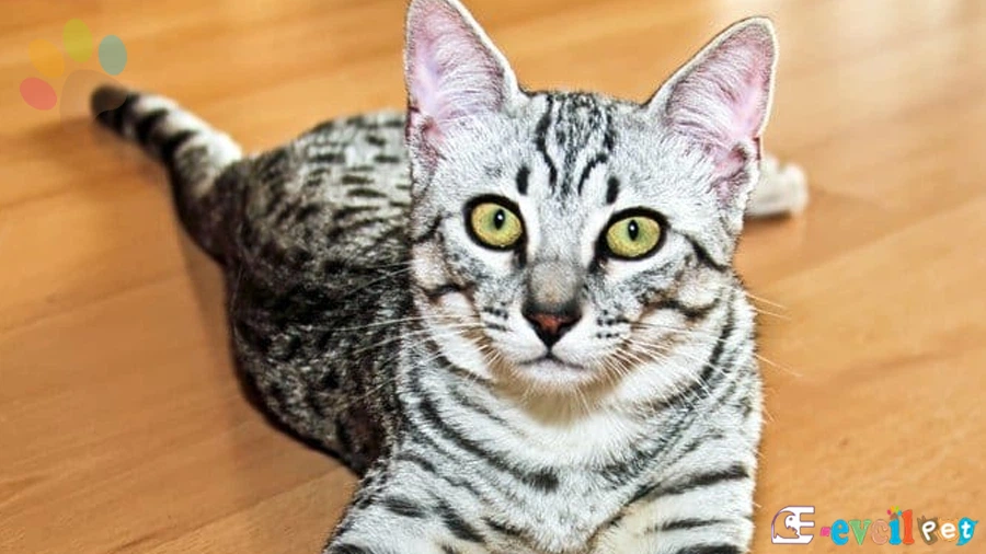 Mısır Mausu Genetik Sağlık Sorunları