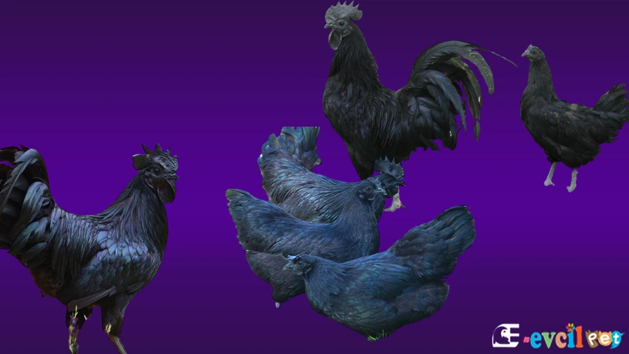 Ayam Cemani Tavuk Özellikleri