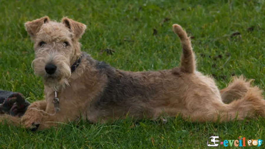 Lakeland Terrier Karakter Özellikleri