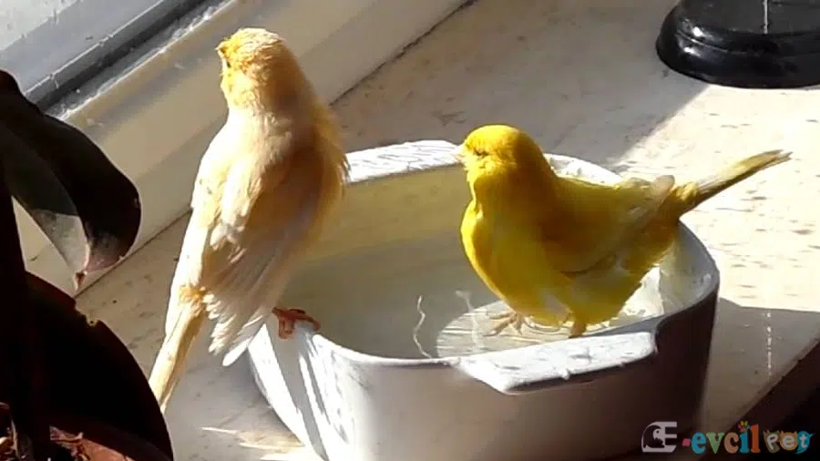 Kanarya Eş Çiftleşme