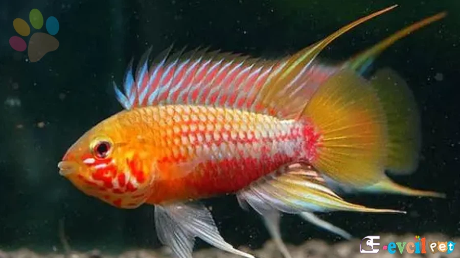 Apistogramma hongsloi