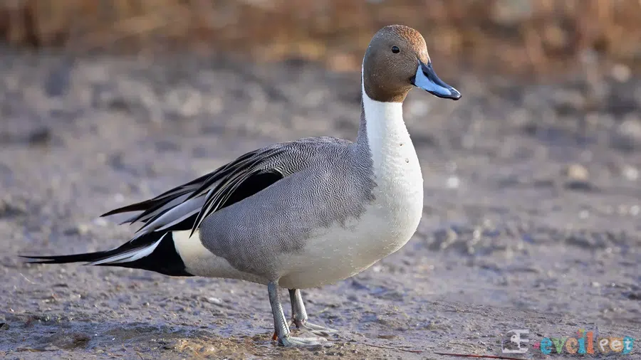 Kılkuyruk (Anas acuta)