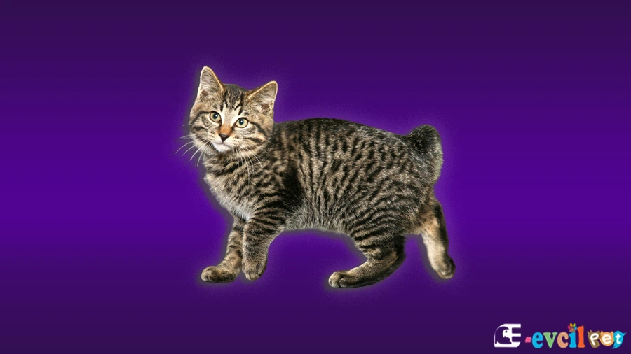 Kurilian Bobtail Kedi