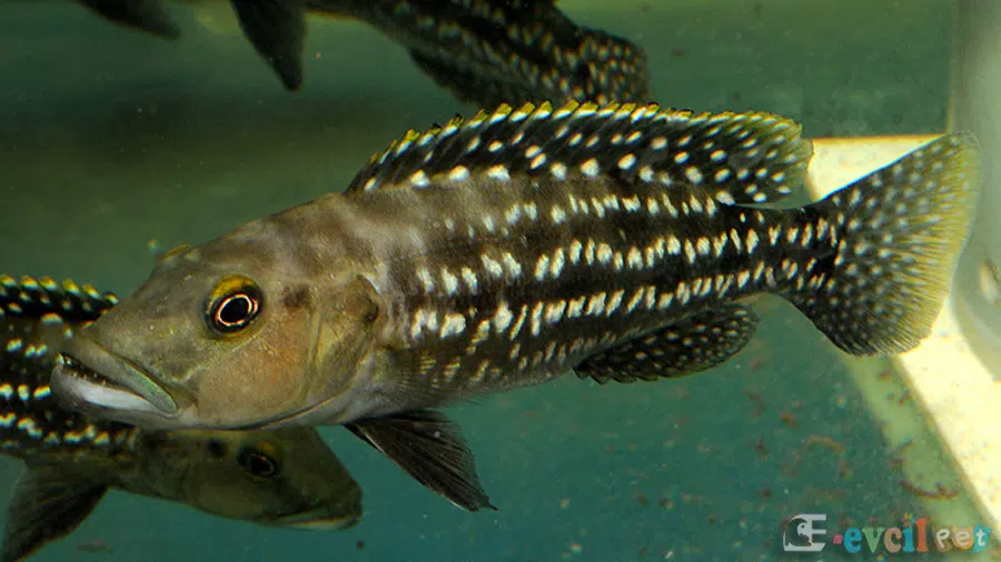 Lepidiolamprologus elongatus Erkek