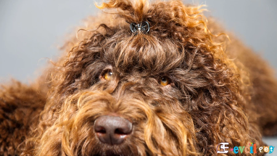 Barbet Fiziksel Özellikleri