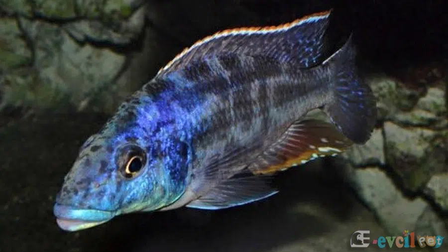 Nimbochromis Linni Akvaryumu