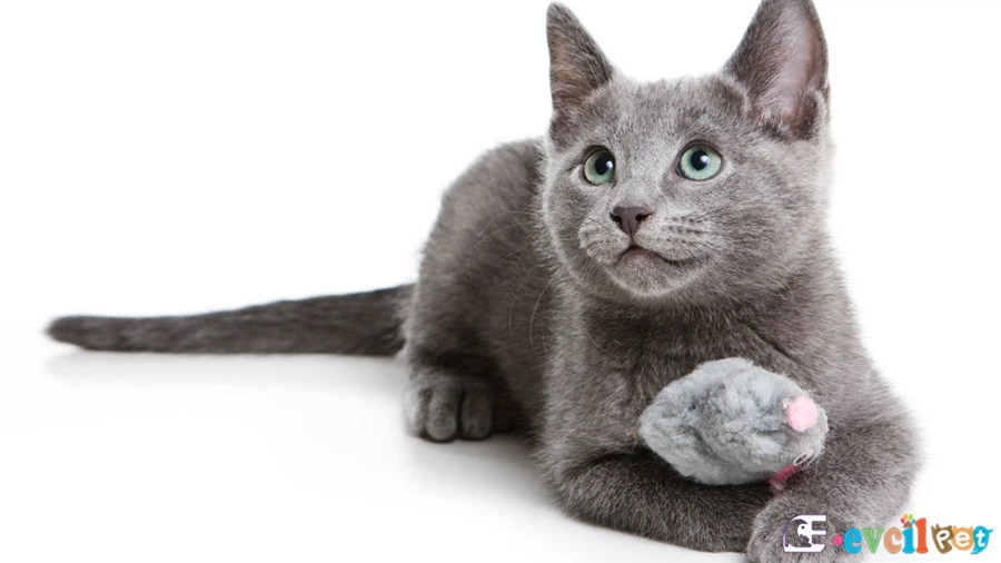 Russian Blue Temel Eğitimi ve Tuvalet Eğitimi (Russian Blue)