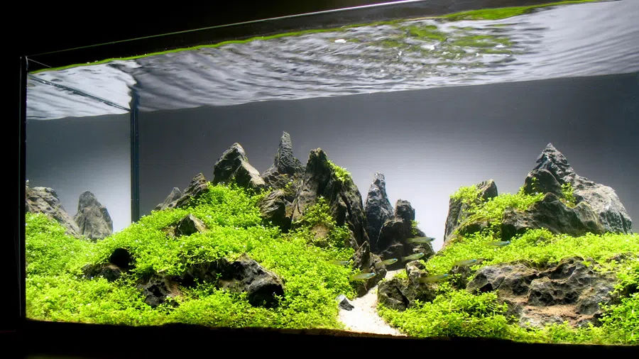 Düşük Işıkta Sağlıklı ve Şık Akvaryum Bitkileri