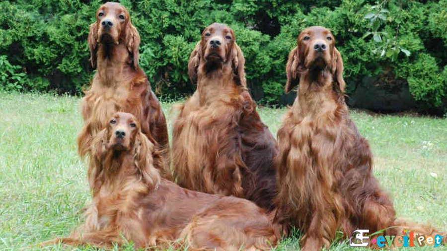 Irish Setter Bakımı ve Beslenmesi (İrlanda Seteri)