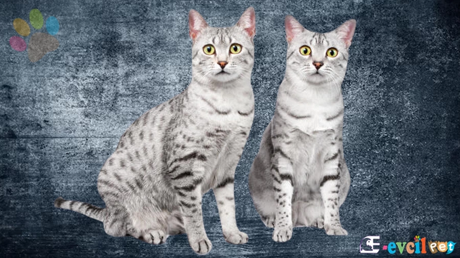 Mısır Mausu Bakımı ve Beslenmesi