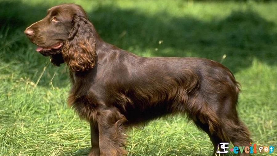 Field Spaniel Field Spaniel Karakter Özellikleri