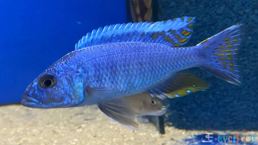 Sciaenochromis Fryeri Erkek