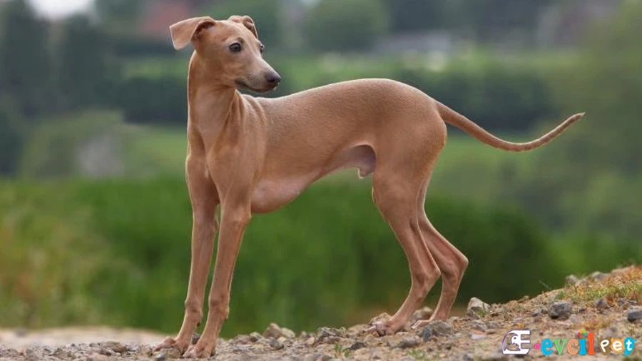 İtalyan Tazısı Karakter Özellikleri
