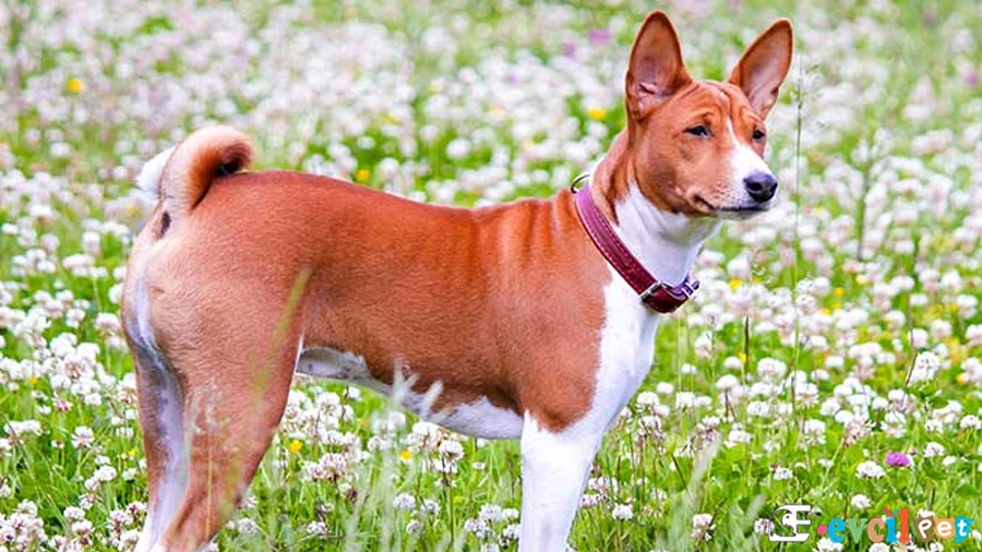Basenji Karakter Özellikleri