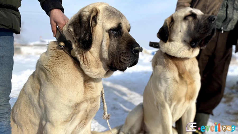 Aksaray Malaklısı Temel Eğitimi ve Tuvalet Eğitimi