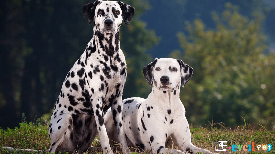 Dalmaçyalı (Dalmatian) Dalmaçyalı (Dalmatian)
