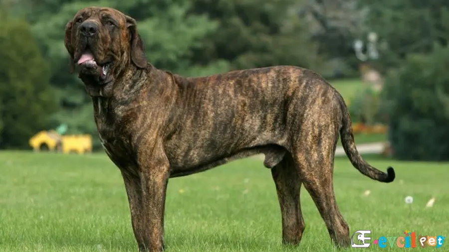 Brezilya Mastiff (Fila Brasileiro) Brezilya Mastiff Bakımı ve Beslenmesi (Fila Brasileiro)