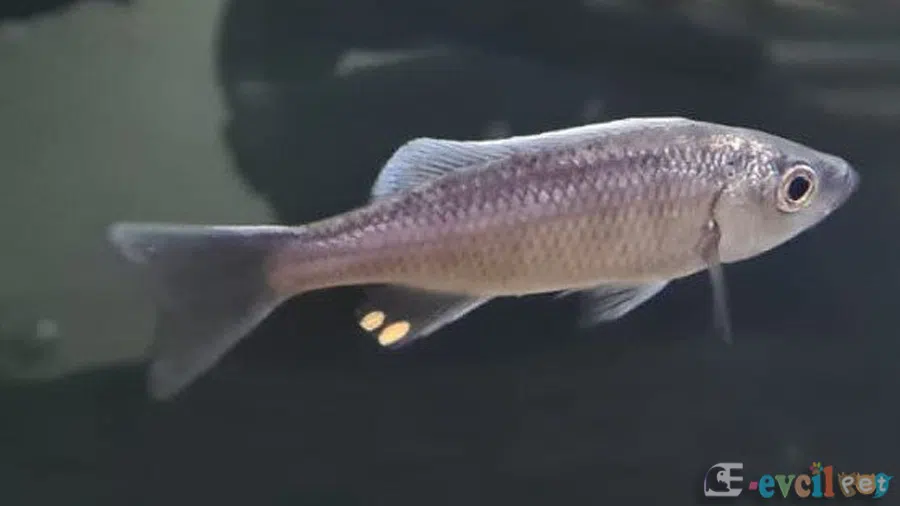 Diplotaxodon limnothrissa dişi