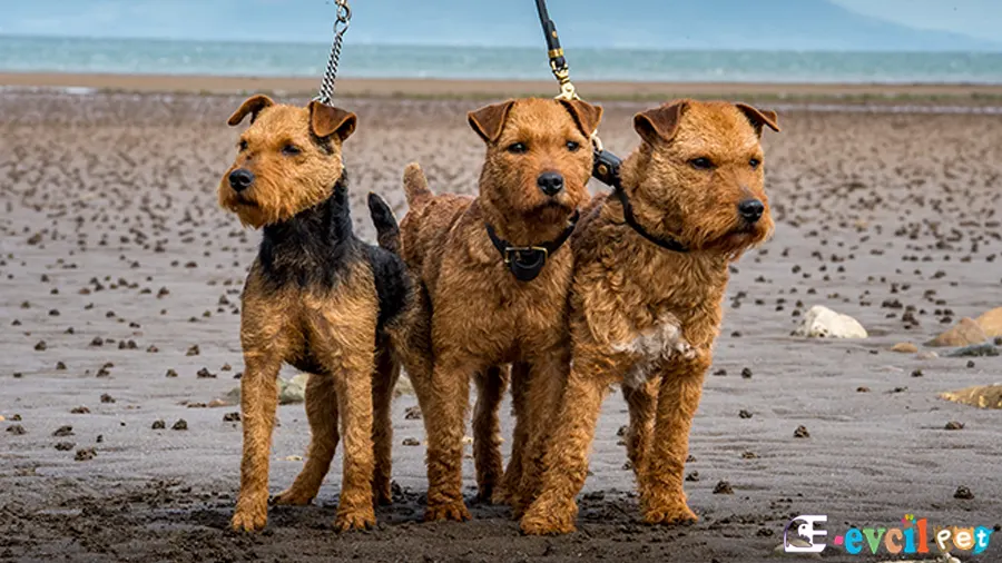 Lakeland Terrier Bakımı ve Beslenmesi