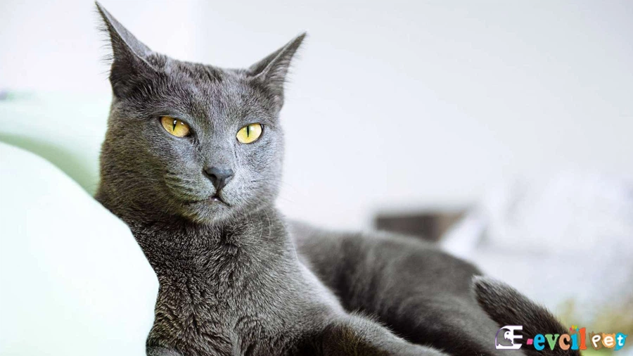 Russian Blue Karakter Özellikleri