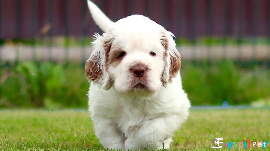 Clumber Spaniel Fiziksel Özellikleri