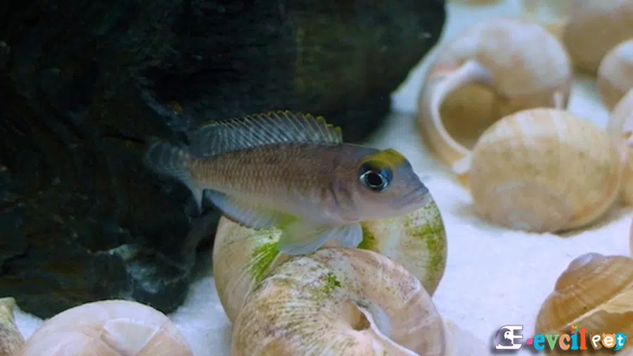 Lamprologus ornatipinnis Akvaryumu