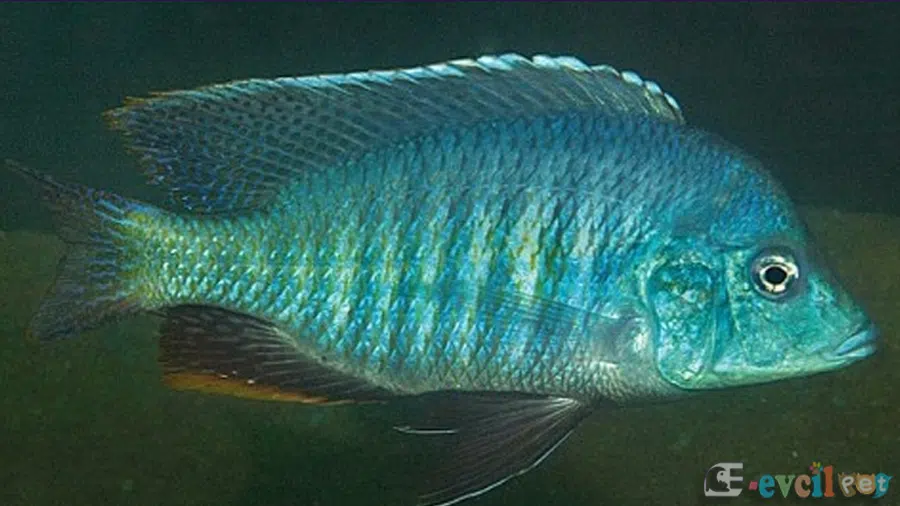 Trematocranus Microstoma Erkek